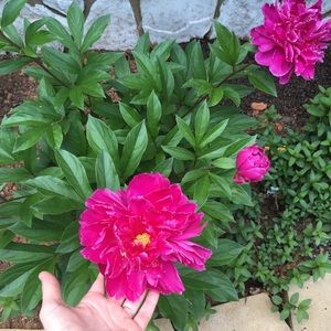 Meet your Posher, Kaylen